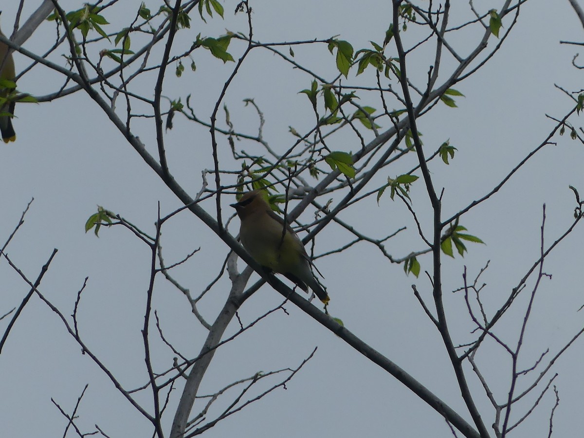 Cedar Waxwing - claudine lafrance cohl