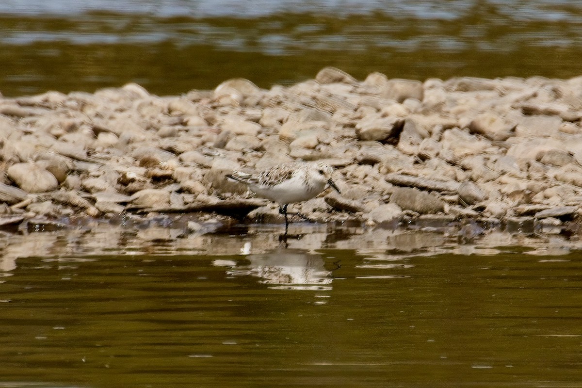 Sanderling - Normand Laplante