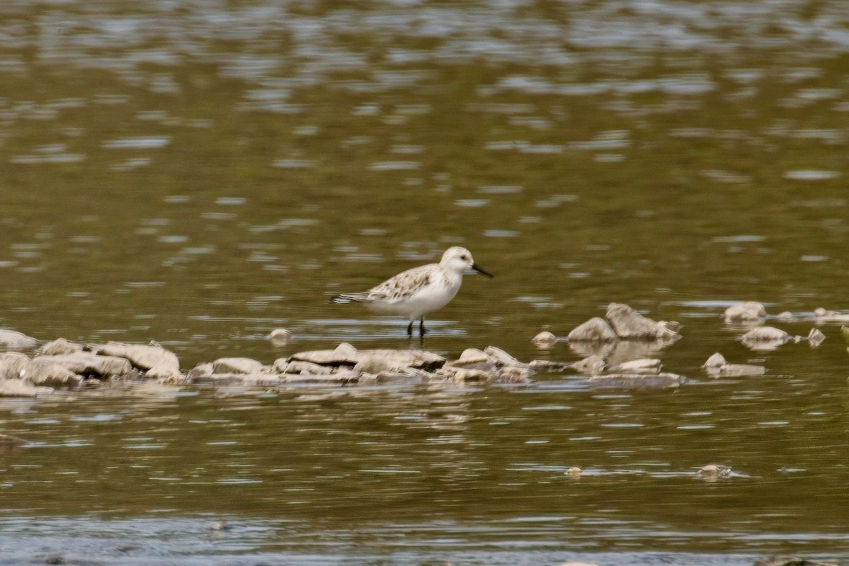 Sanderling - Normand Laplante