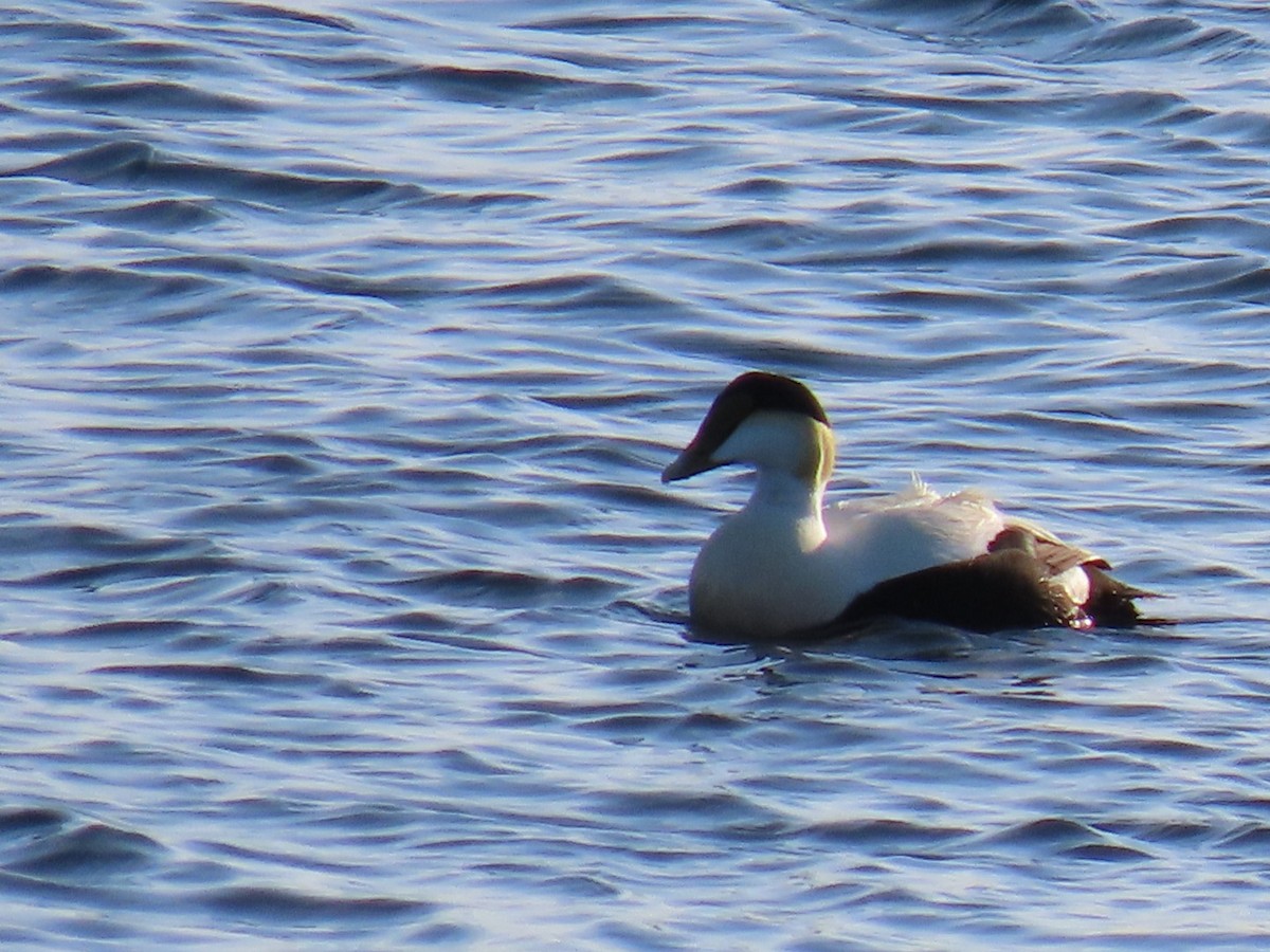 Common Eider - Ericka Albright