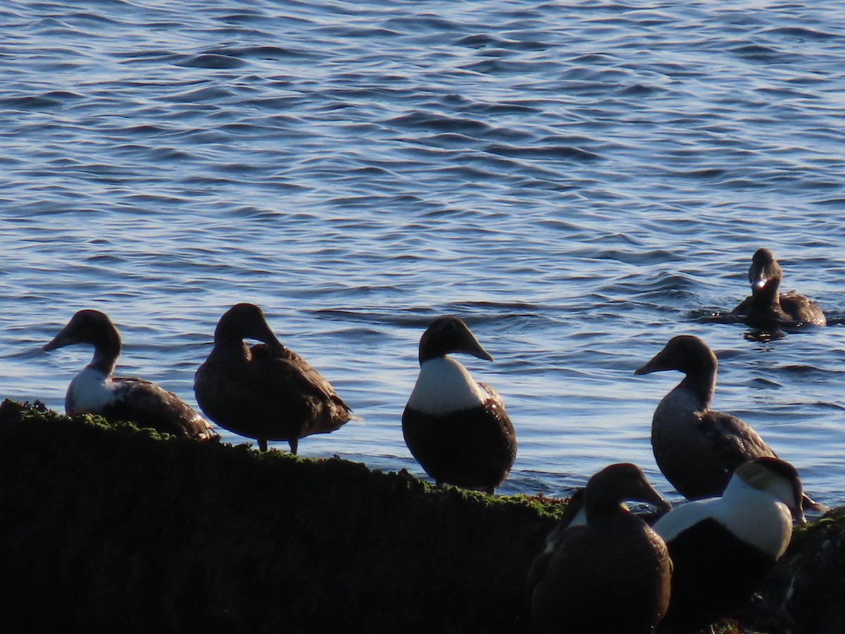 Common Eider - Ericka Albright