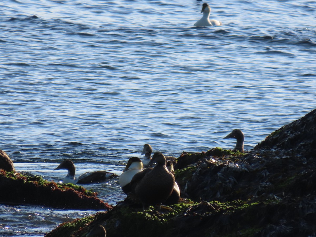 Common Eider - Ericka Albright