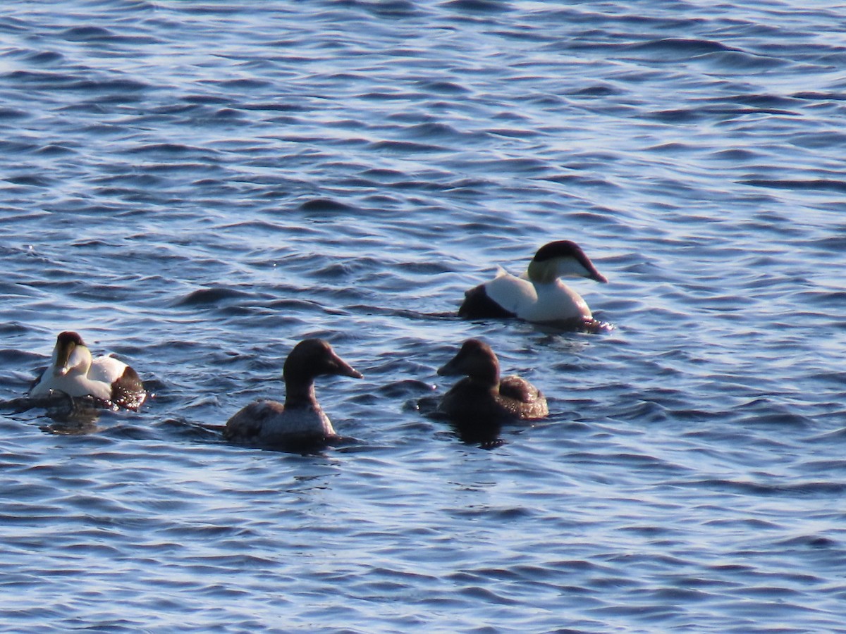 Common Eider - Ericka Albright