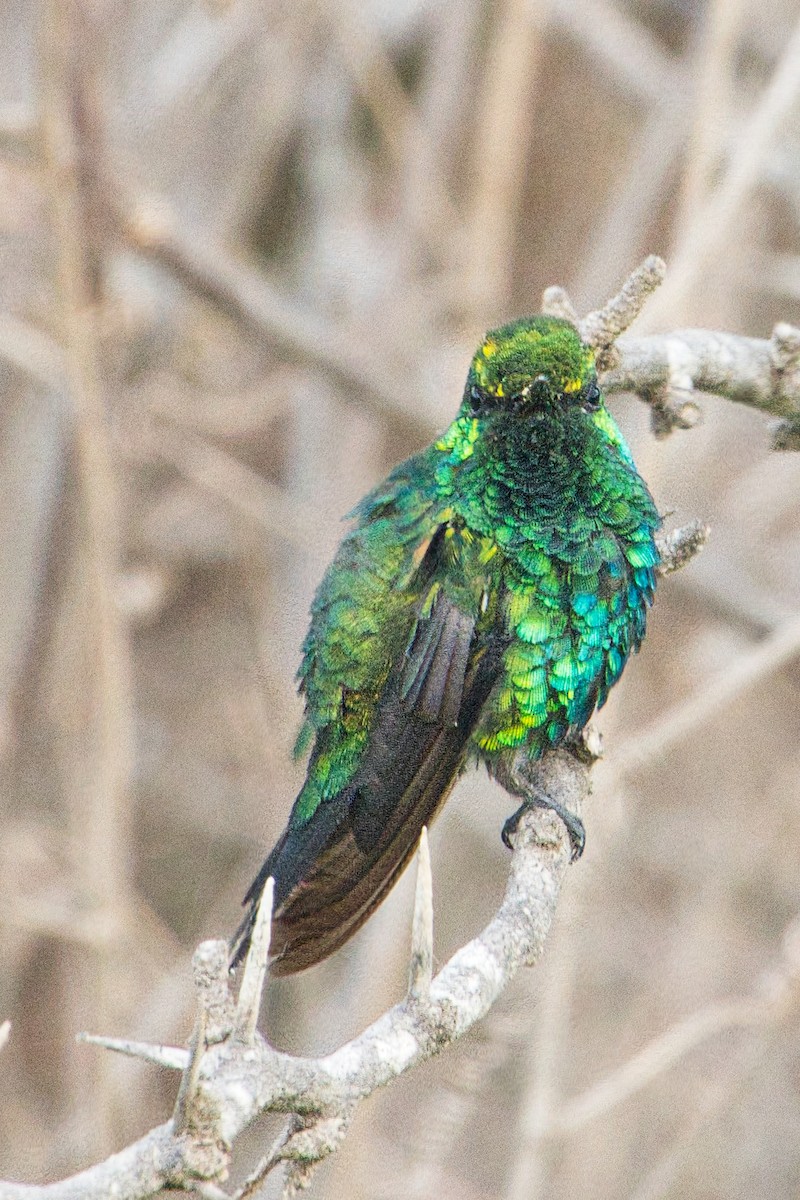 Blue-tailed Emerald - Rob Kelder