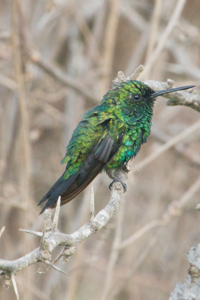 Blue-tailed Emerald - ML619547570