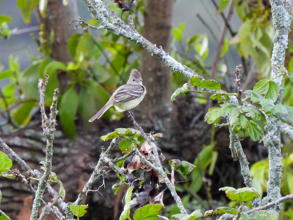 Yellow-bellied Elaenia - Wilson Ortega