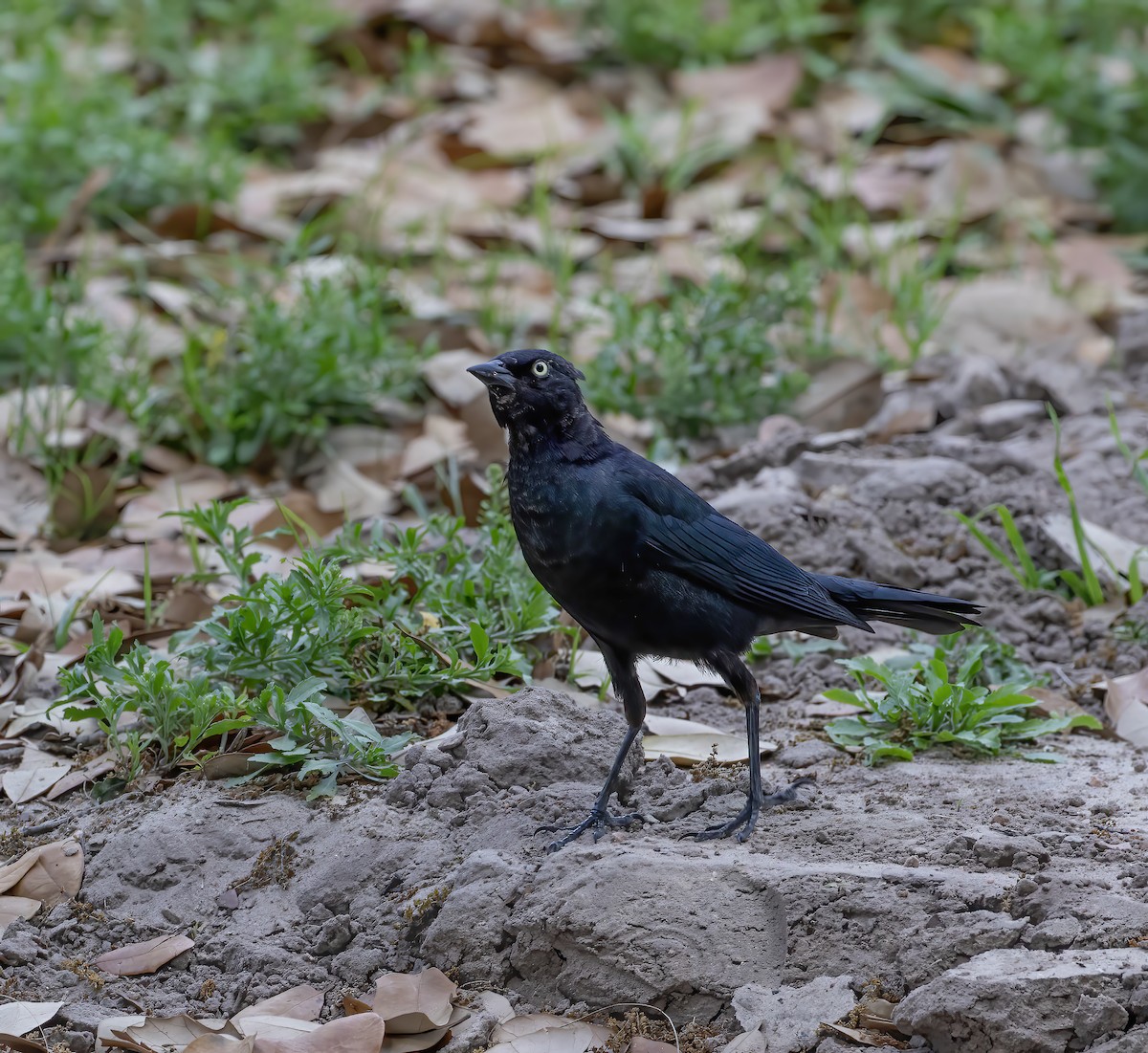 Brewer's Blackbird - Keith Watson