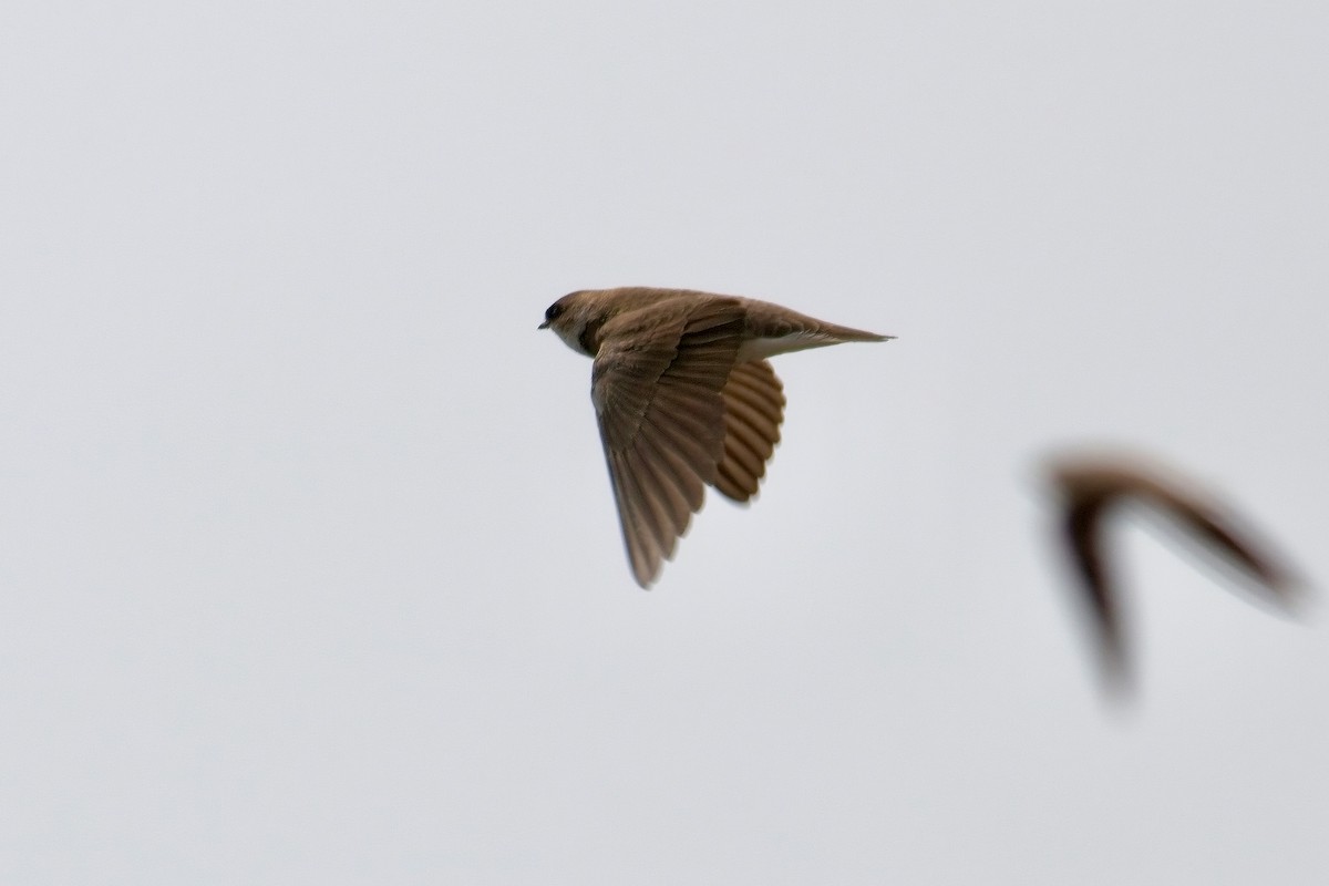 Bank Swallow - Normand Laplante