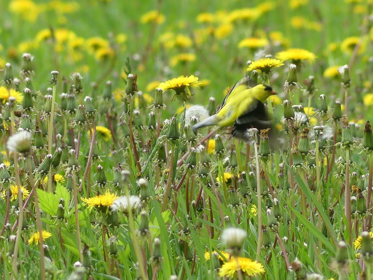 American Goldfinch - claudine lafrance cohl