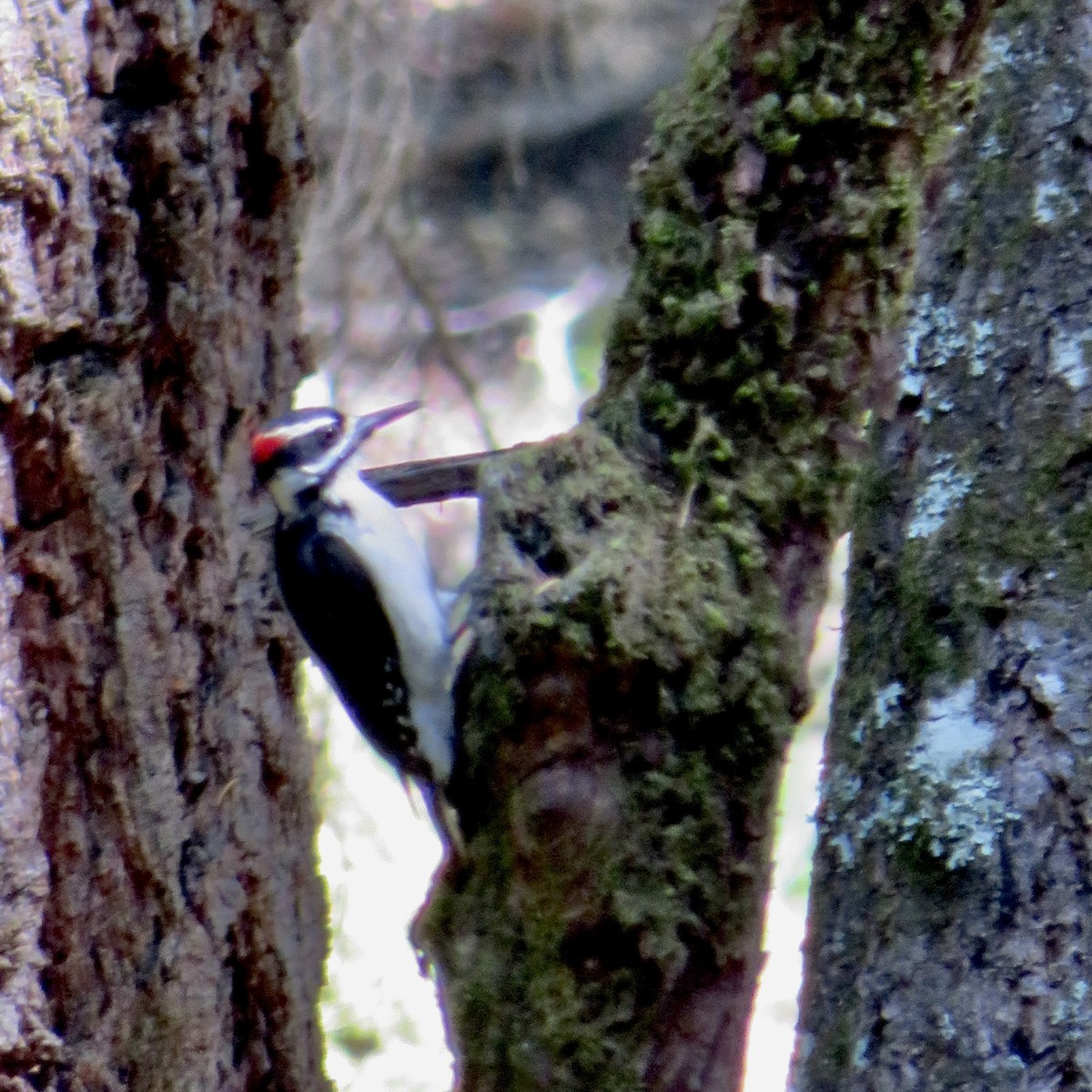 Hairy Woodpecker - ML619547576