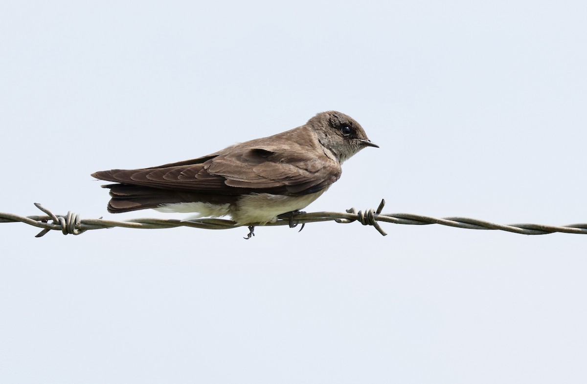 Northern Rough-winged Swallow - Grace Simms  🐦‍⬛