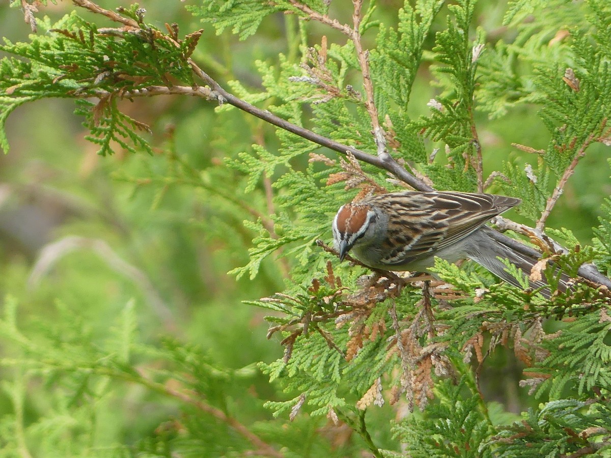 Chipping Sparrow - claudine lafrance cohl