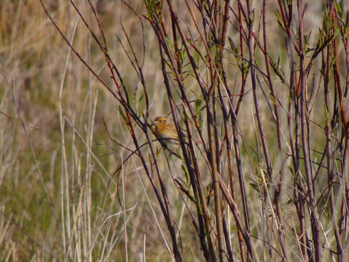 LeConte's Sparrow - Percy  Zalasky