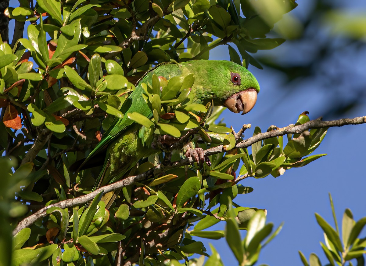 Meksika Yeşil Papağanı - ML619547589