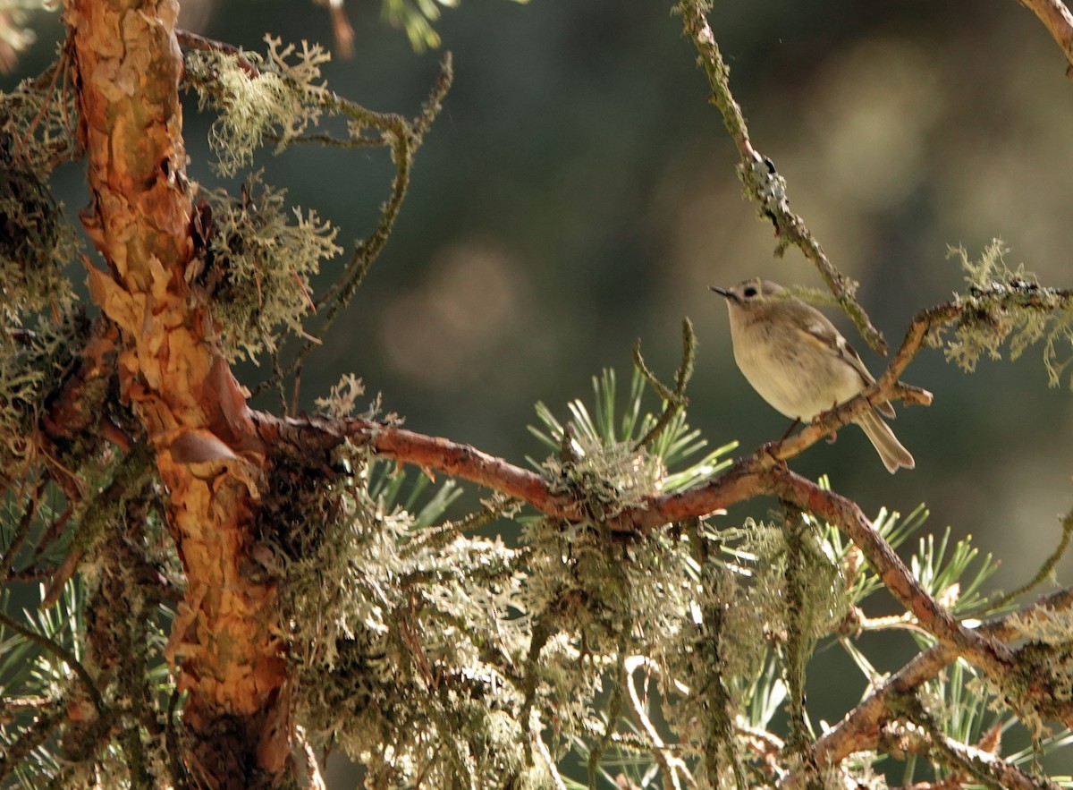 Goldcrest - Diane Drobka