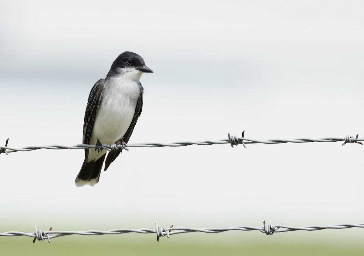 Eastern Kingbird - Grace Simms  🐦‍⬛