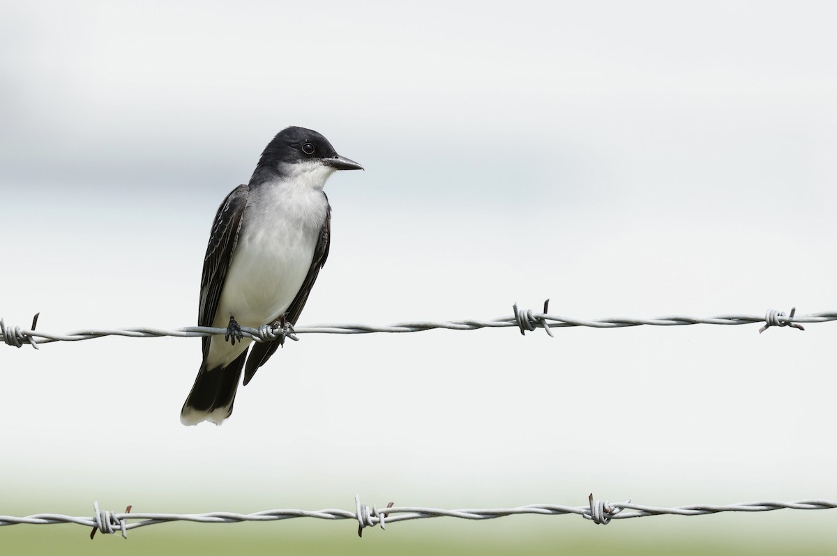 Eastern Kingbird - Grace Simms  🐦‍⬛