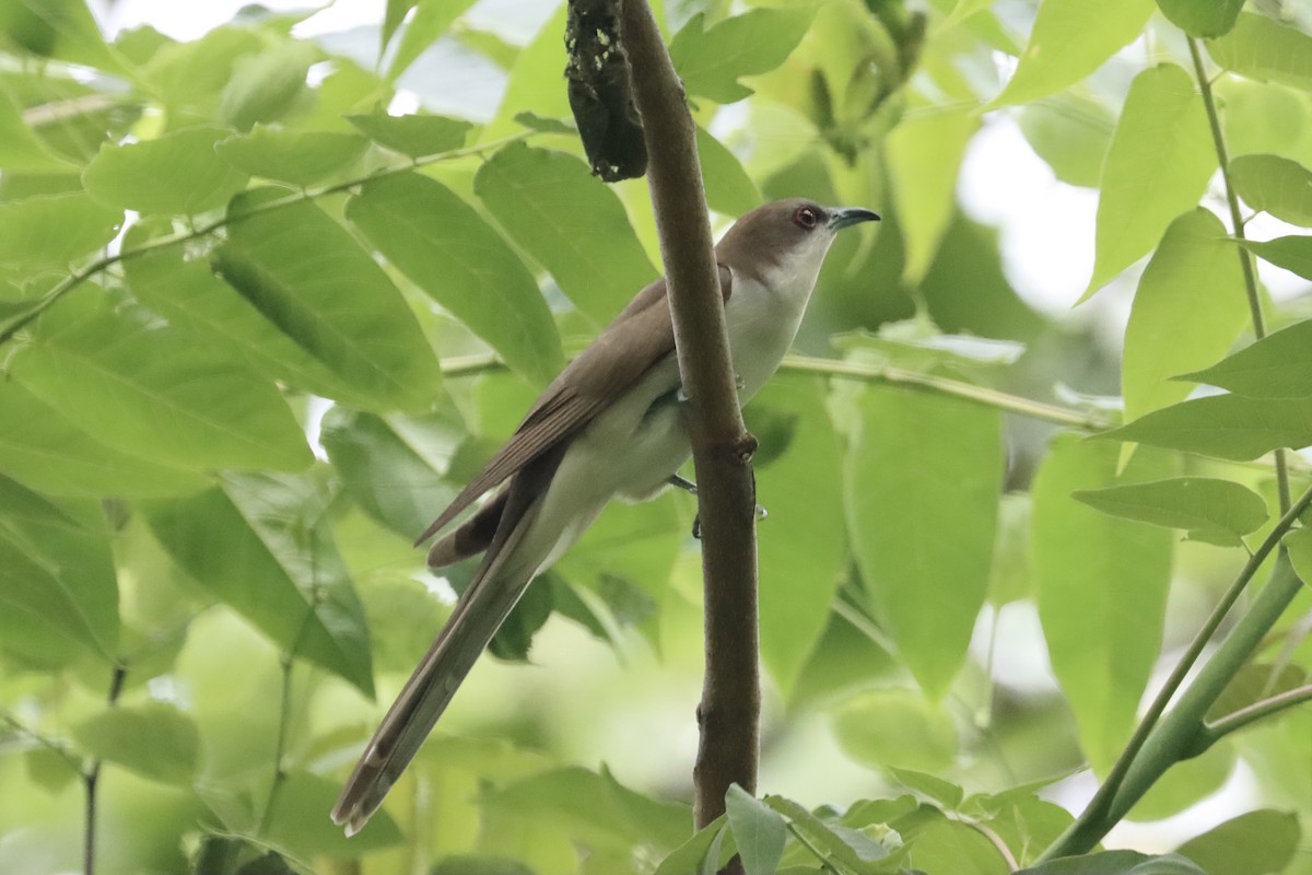 Black-billed Cuckoo - Lisa Benjamin