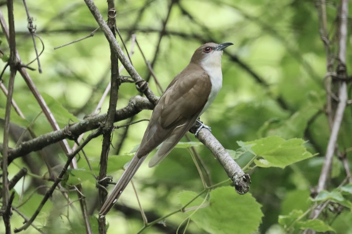 Black-billed Cuckoo - Lisa Benjamin