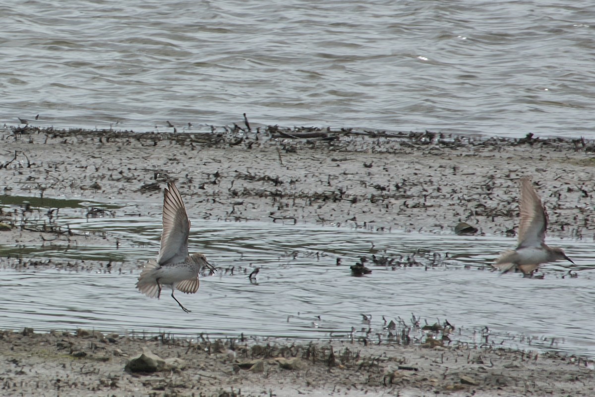 White-rumped Sandpiper - Rob Kelder