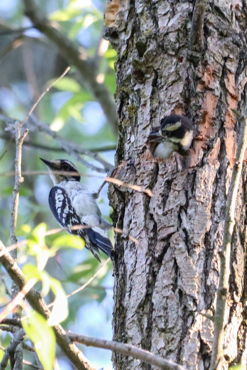 Hairy Woodpecker - Laura Brown