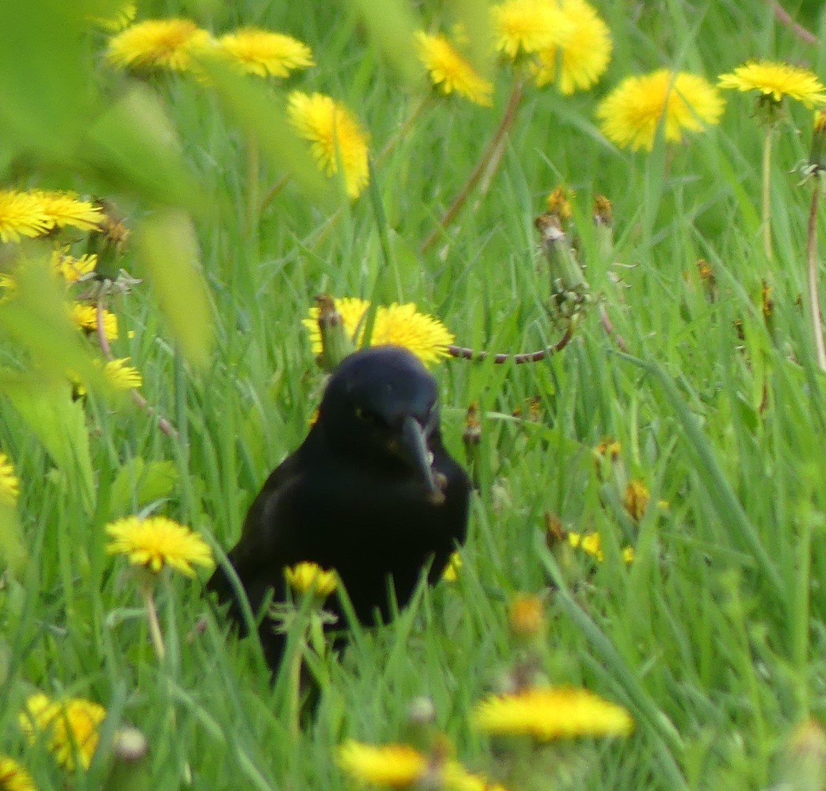 Common Grackle - claudine lafrance cohl