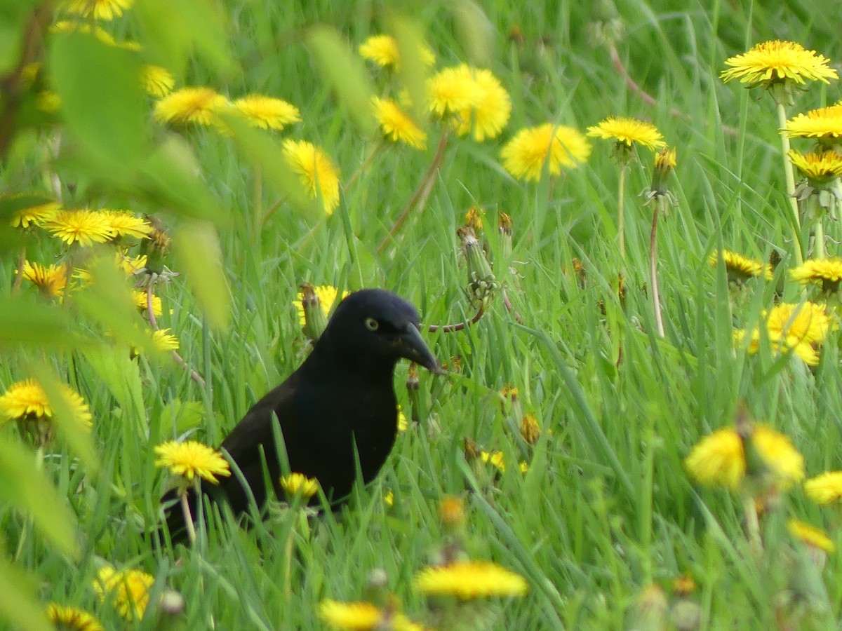 Common Grackle - claudine lafrance cohl