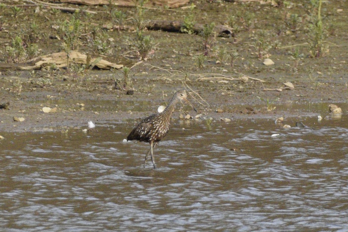 Limpkin - Ailes and Dodson