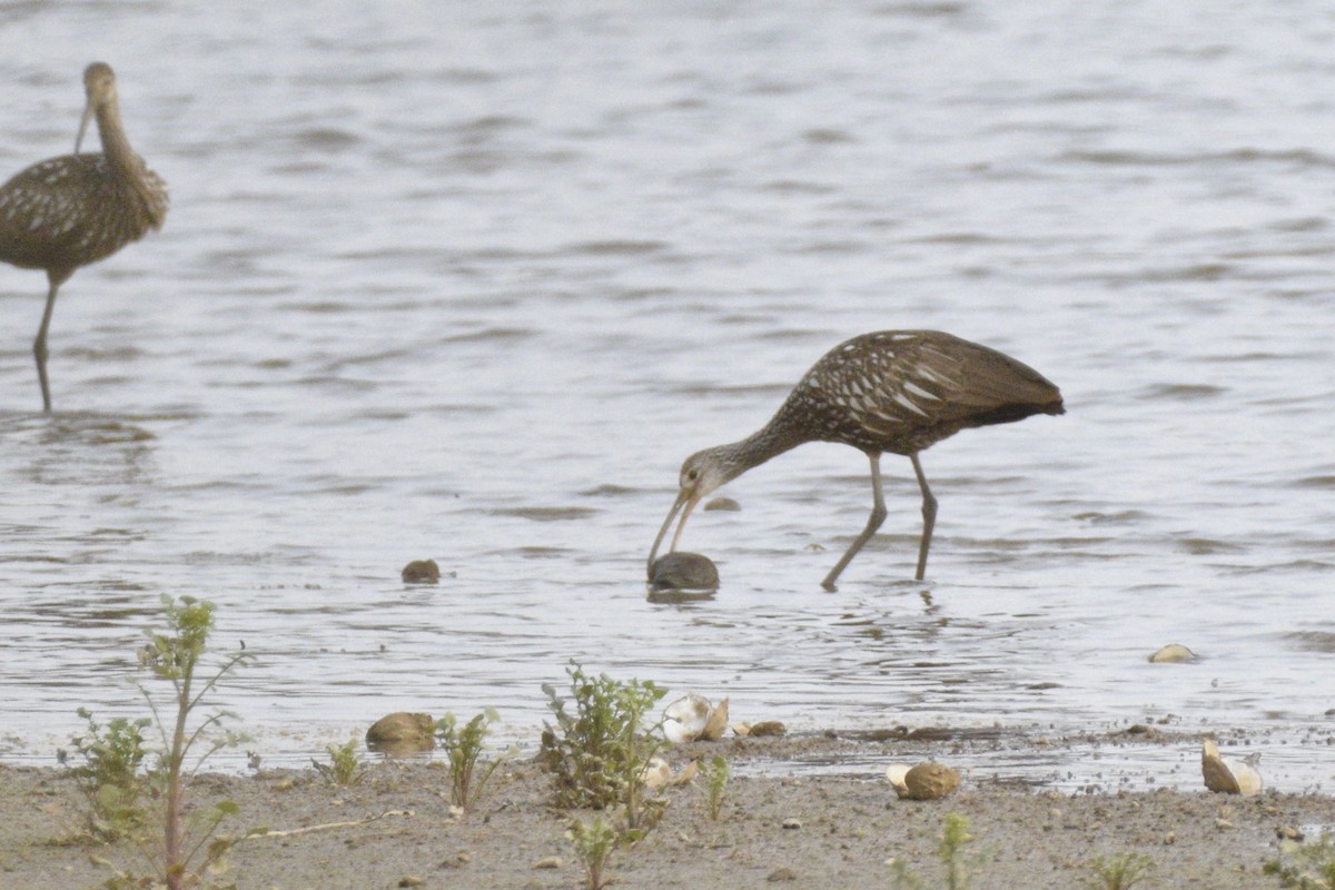 Limpkin - Ailes and Dodson