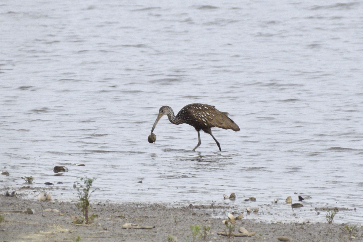 Limpkin - Ailes and Dodson