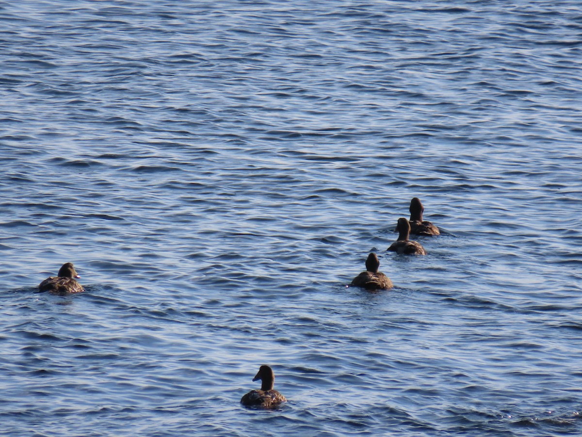 Common Eider - Ericka Albright