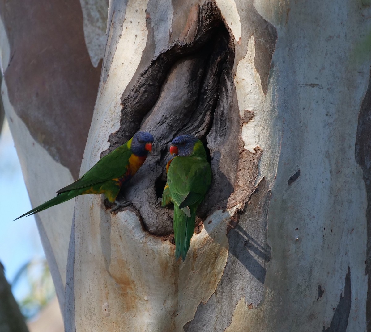 Rainbow Lorikeet - ML619547619