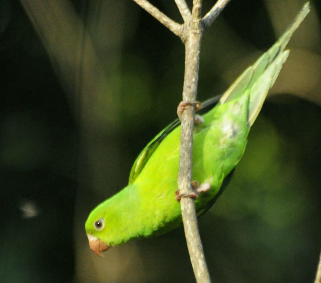 Plain Parakeet - Vilma Oliveira