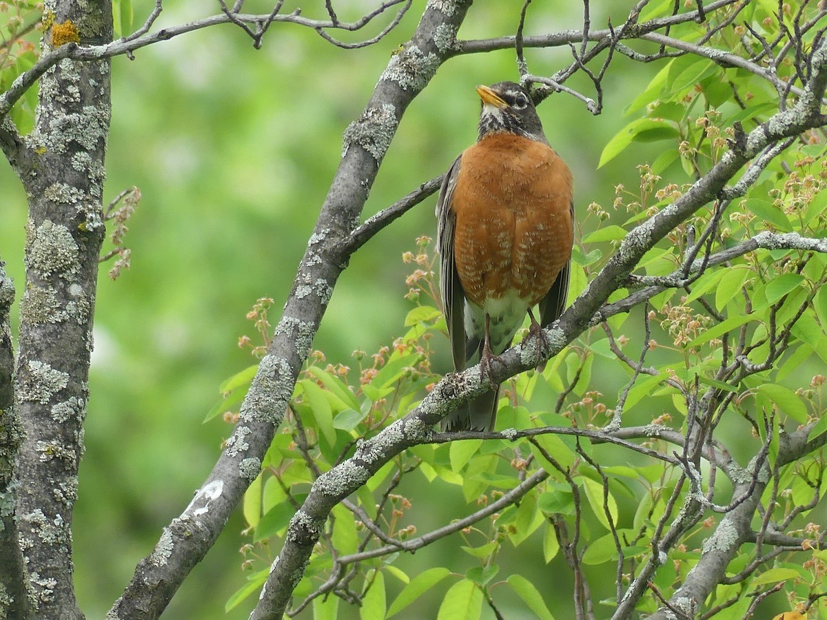 American Robin - claudine lafrance cohl