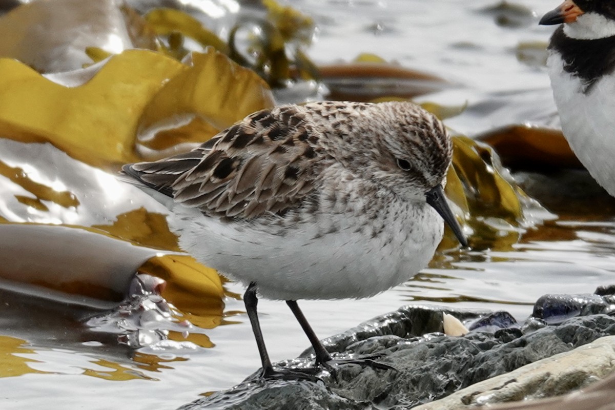 Semipalmated Sandpiper - Gilbert Bouchard