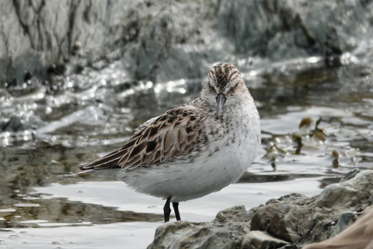 Semipalmated Sandpiper - Gilbert Bouchard