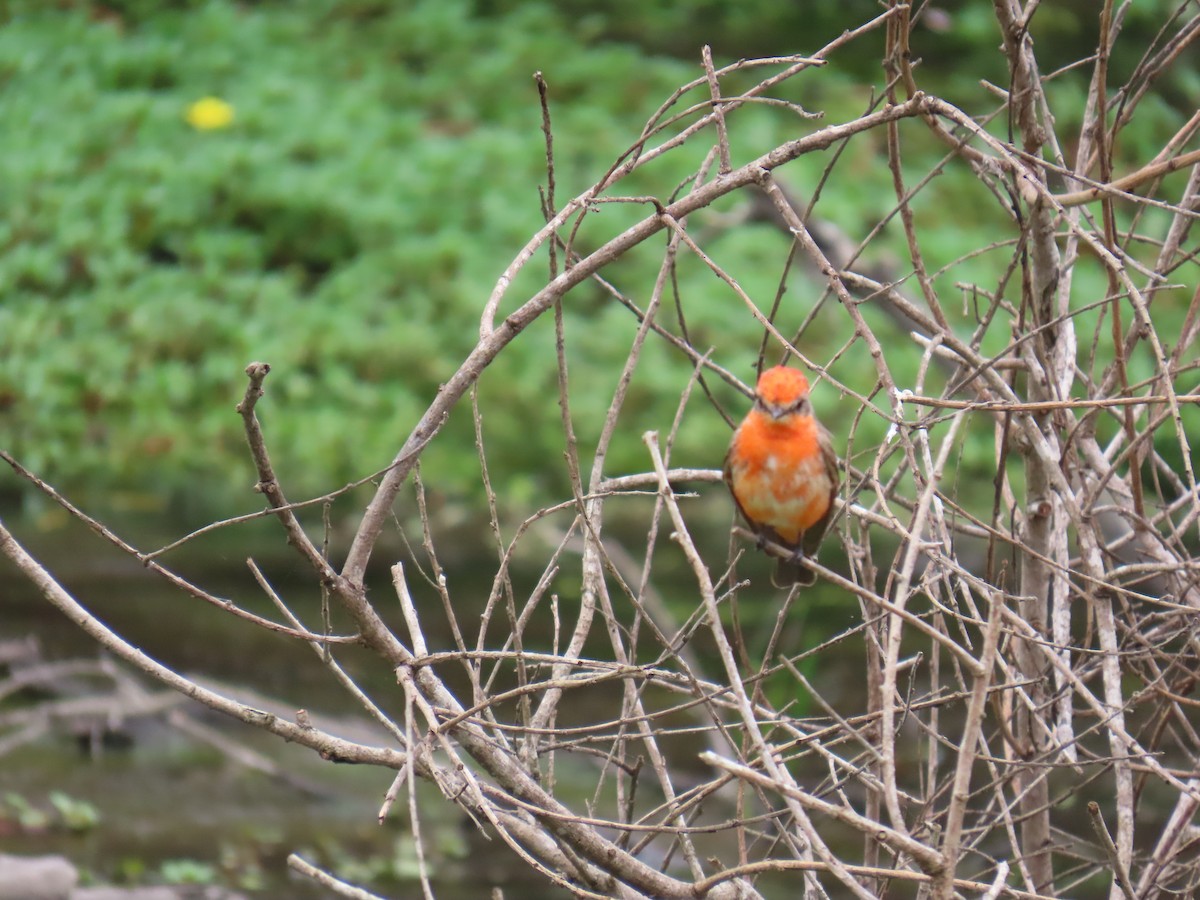 Vermilion Flycatcher - Shirley Reynolds