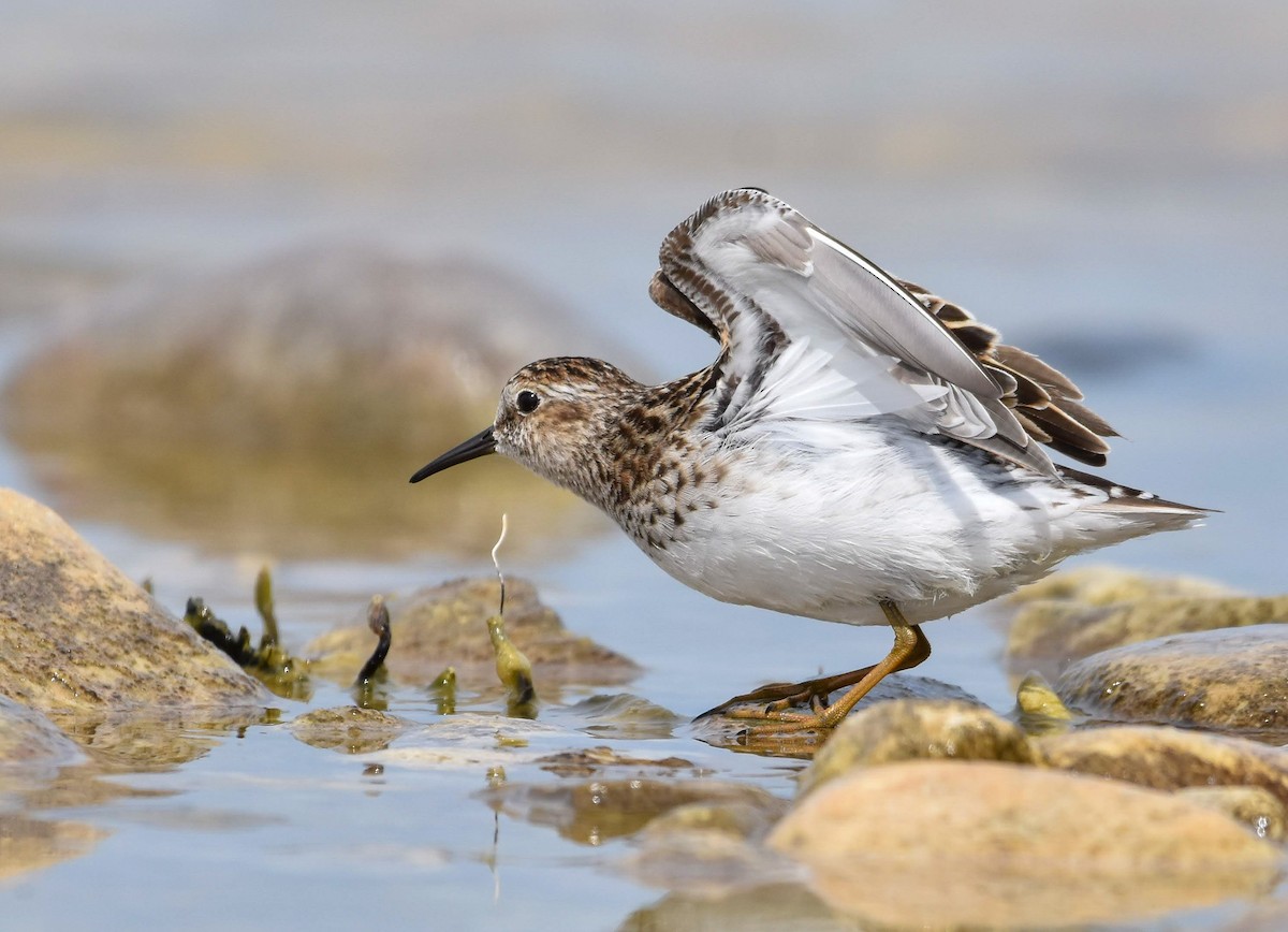 Least Sandpiper - Lawrence Grennan