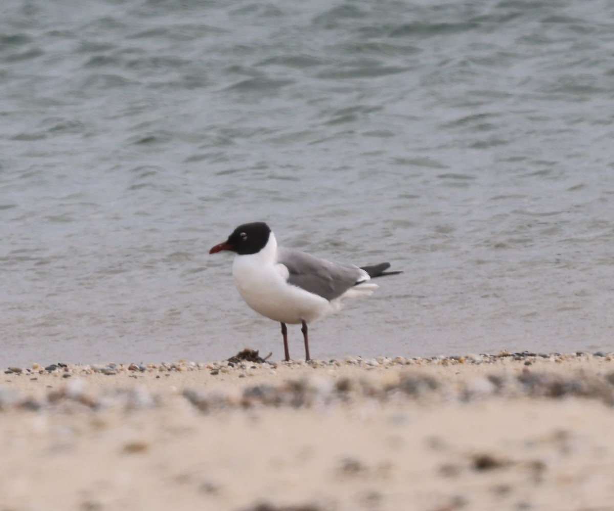 Laughing Gull - burton balkind