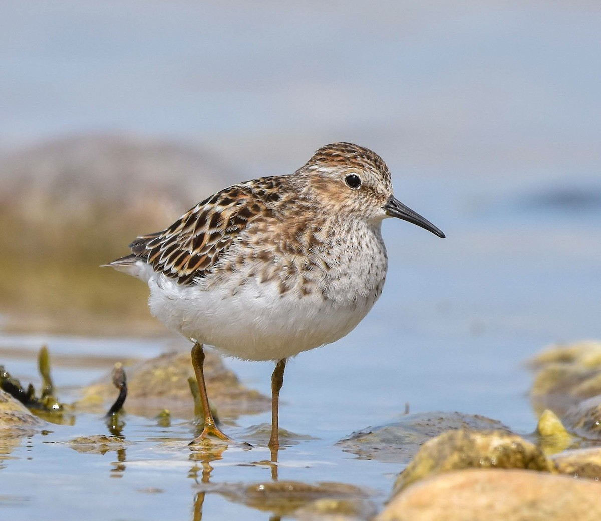 Least Sandpiper - Lawrence Grennan