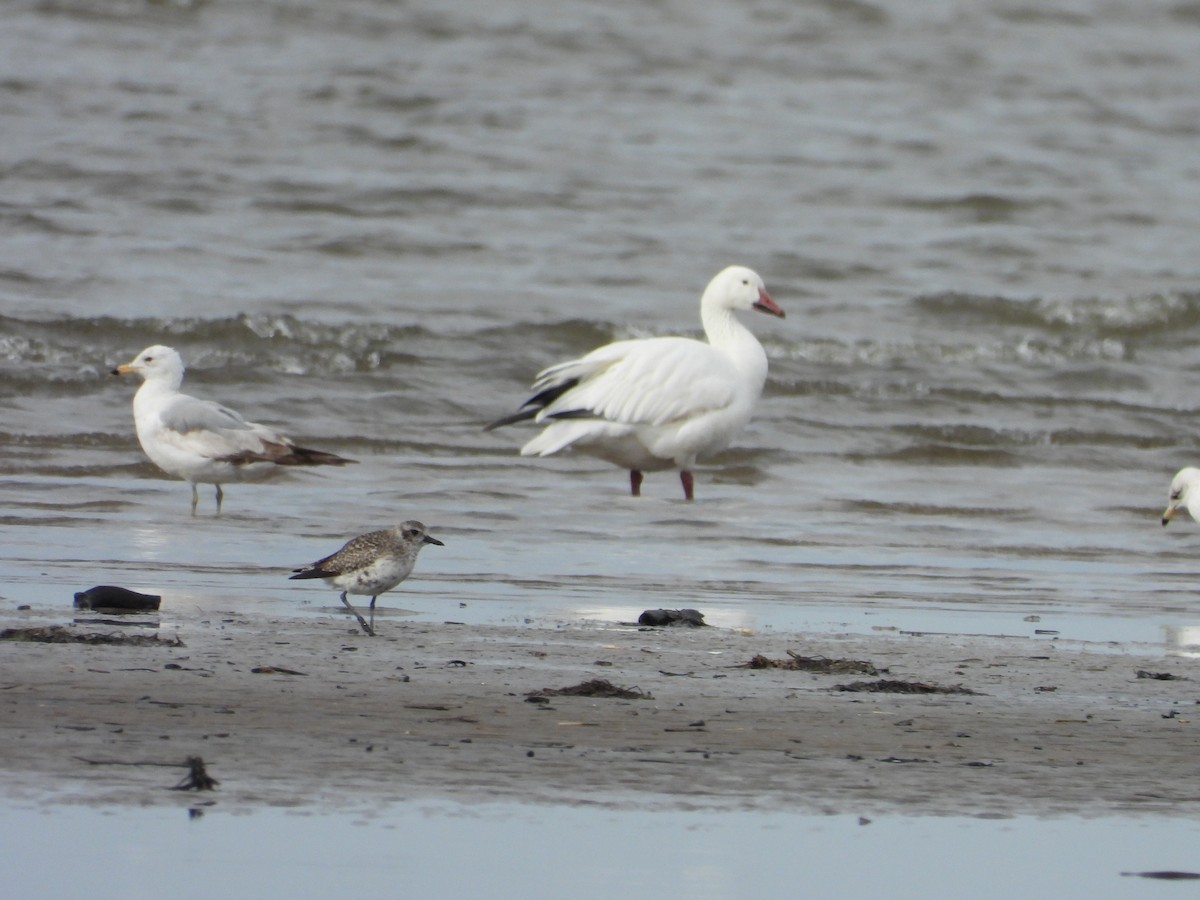 Snow Goose - Sylvain Proulx