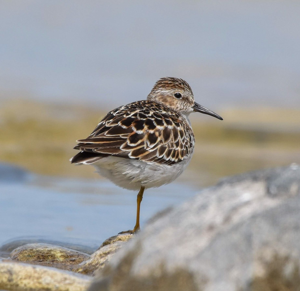 Least Sandpiper - Lawrence Grennan