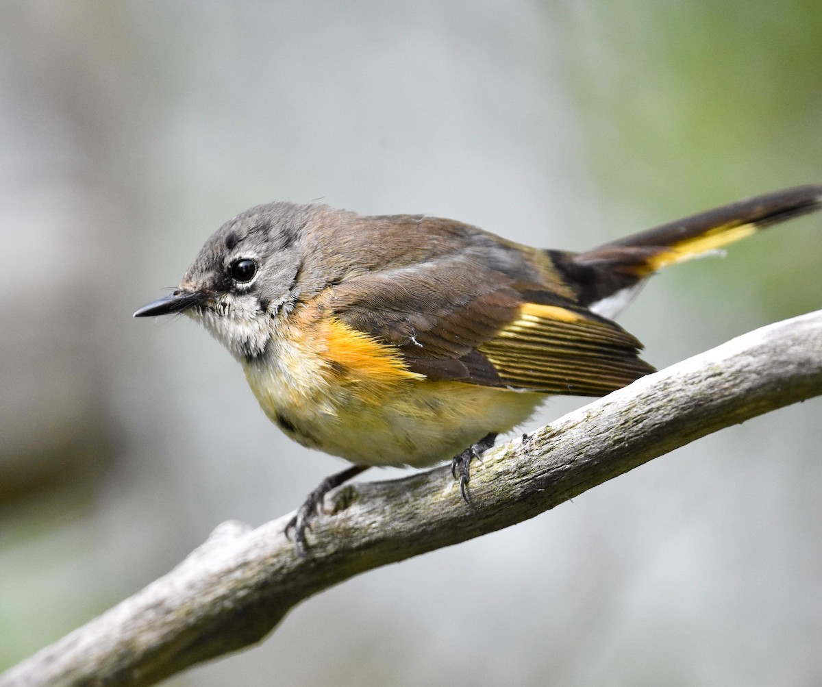 American Redstart - Lawrence Grennan