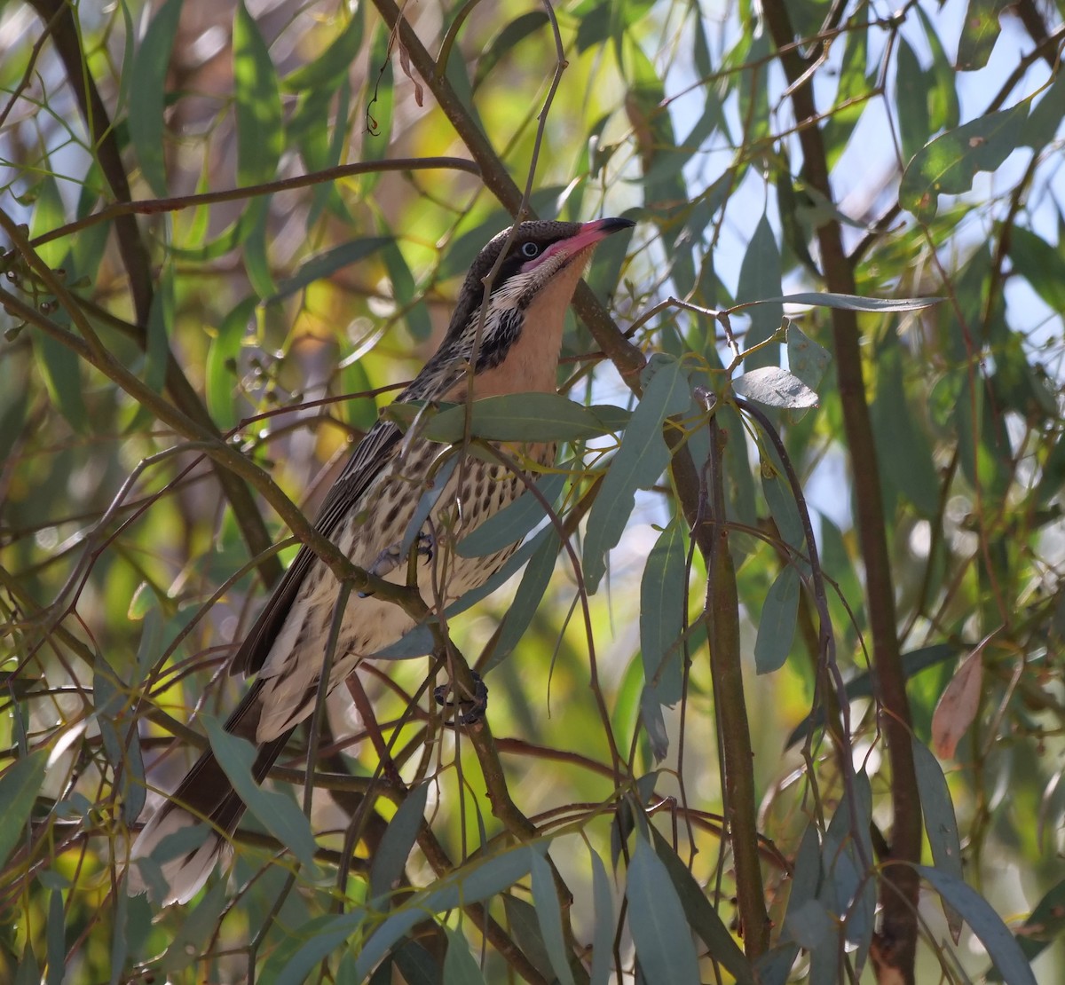 Spiny-cheeked Honeyeater - Ian Gibson