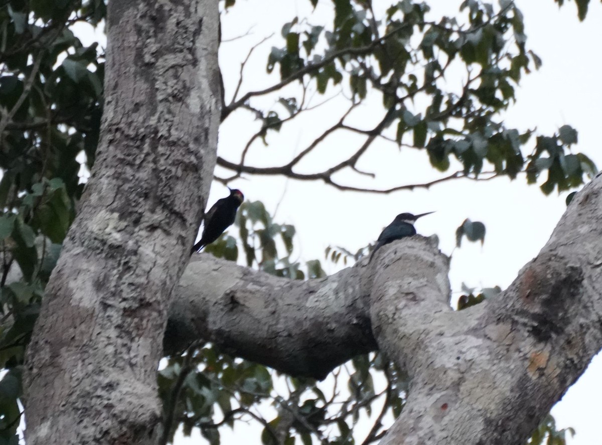 Green-tailed Jacamar - ML619547638