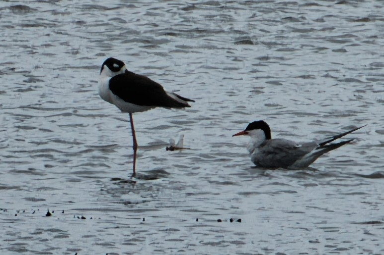 Common Tern - Rob Kelder