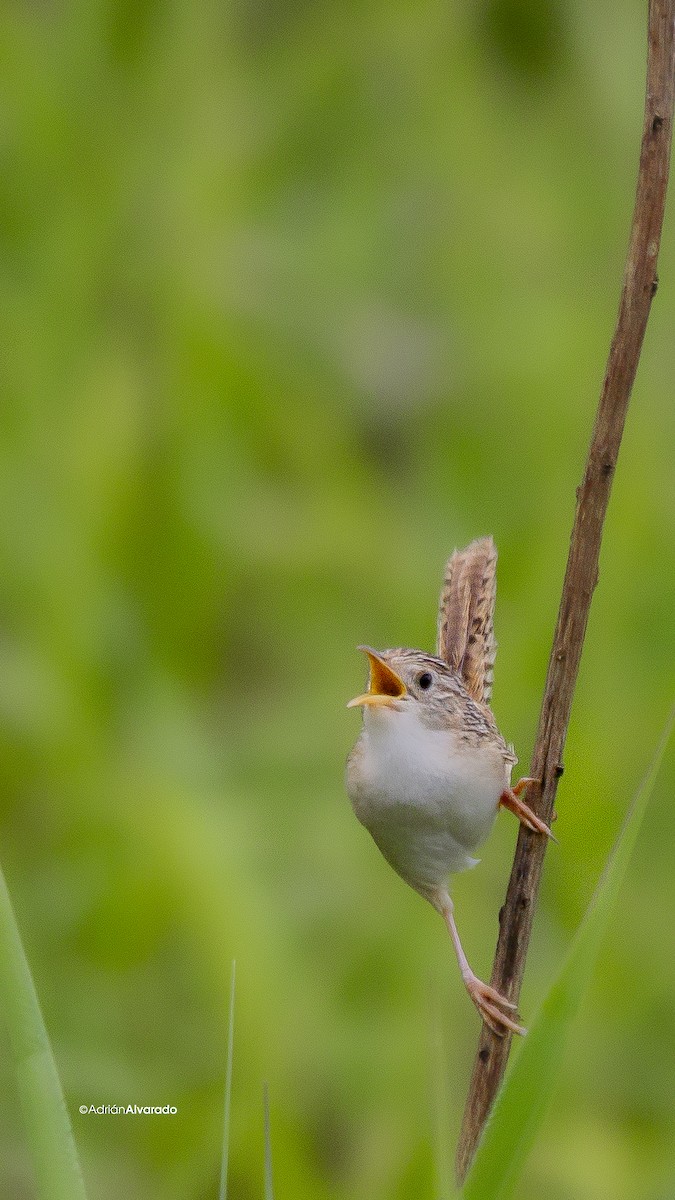 Grass Wren - Adrián Alvarado