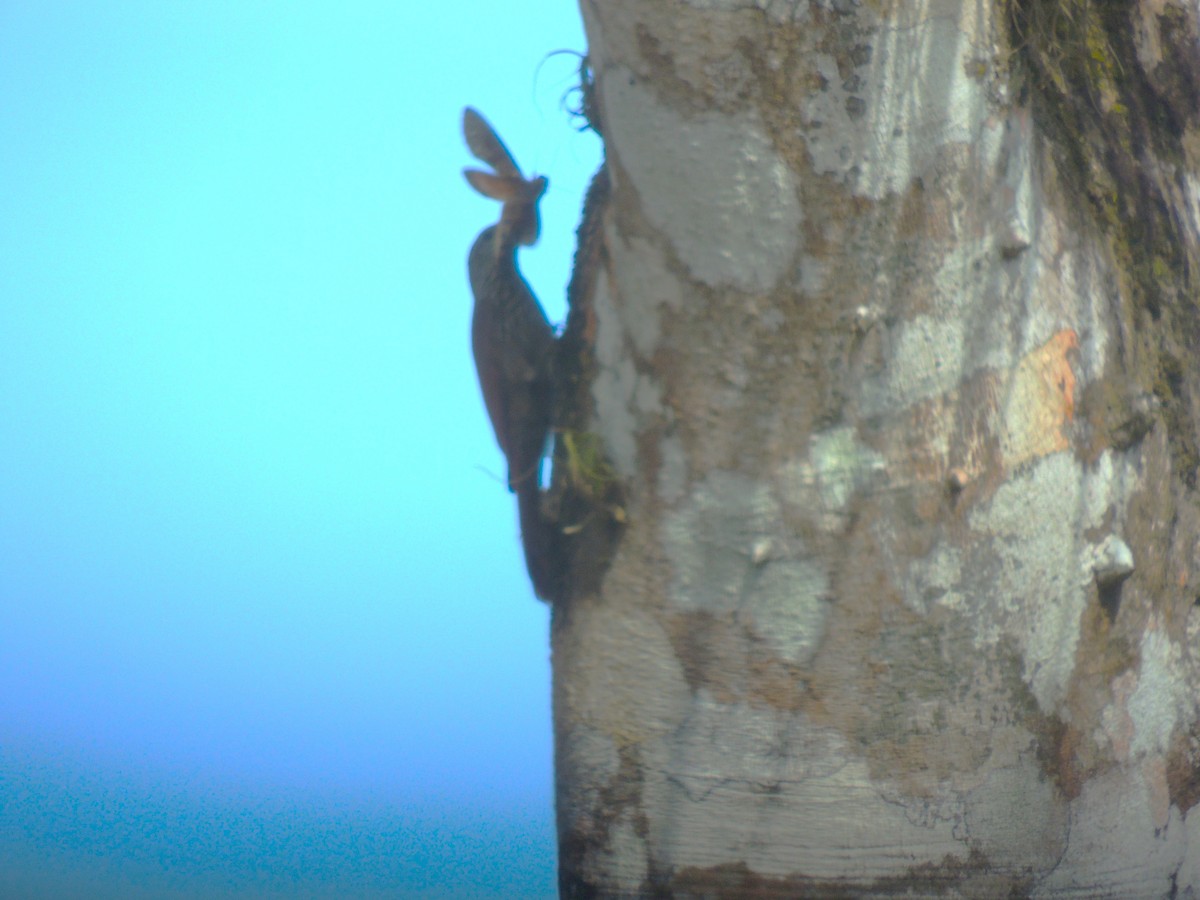 Streak-headed Woodcreeper - Roger Lambert