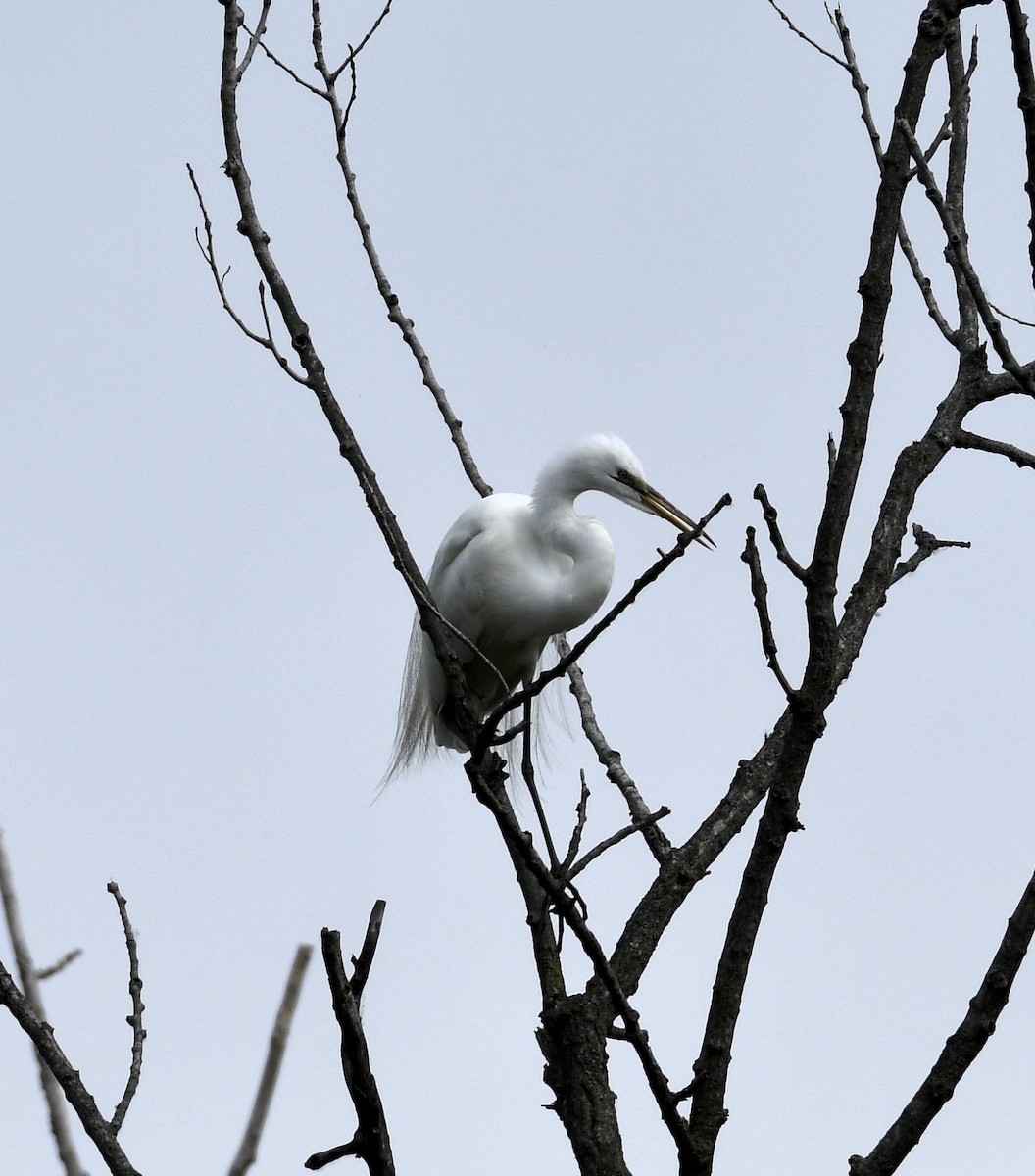 Great Egret - Daniel King