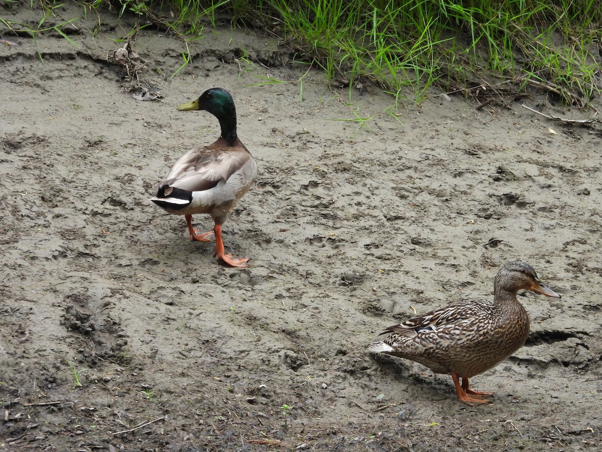 Mallard - Sylvain Proulx